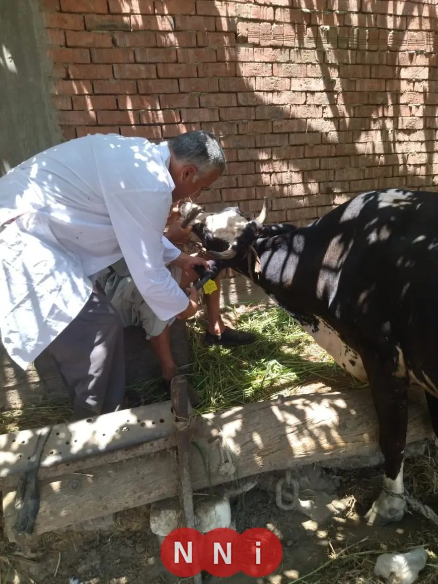 وزارة الزراعة تطلق حملة كبرى لتحصين الثروة الحيوانية ضد الحمى القلاعية والوادي المتصدع