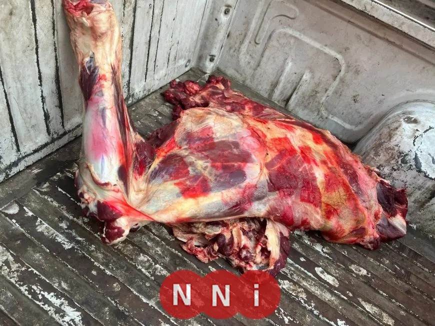 ضبط 75 طن من اللحوم والدواجن الفاسدة في الجيزة تعكر صفو السوق المحلي