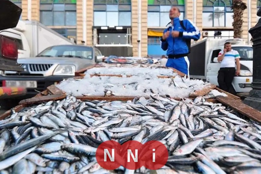 تعرف على أسعار الأسماك اليوم الأحد: بداية سعر الموسى من 250 جنيهًا