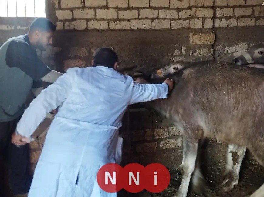 الزراعة تعلن تحصين نصف مليون رأس ماشية لمكافحة الحمى القلاعية