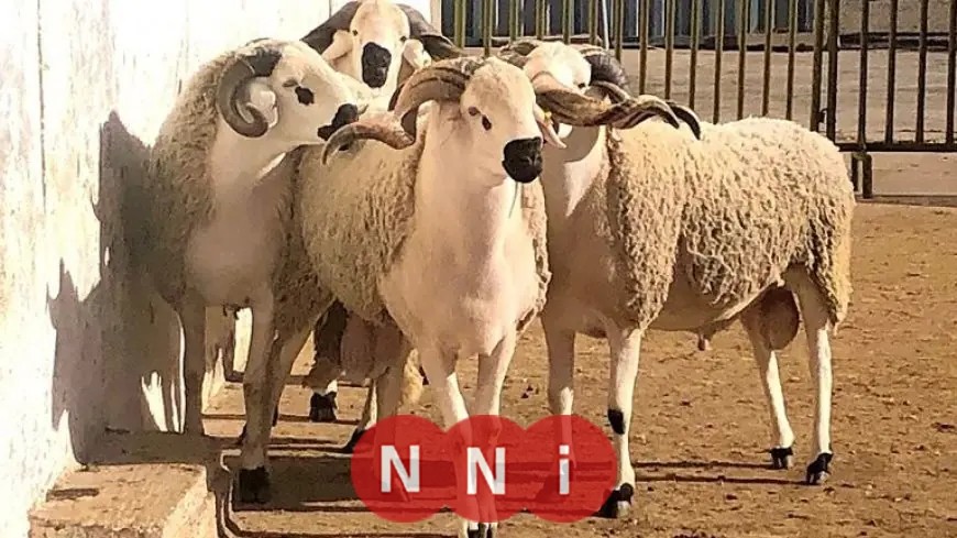 السعودية تنقل حصص الهدي والأضاحي إلى مصر في خطوة مهمة للتعاون الثنائي