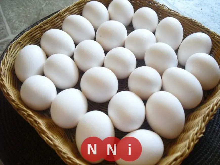 تعرف على سعر كرتونة البيض الأبيض والأحمر في الأسواق اليوم الأحد 25 يناير 2026