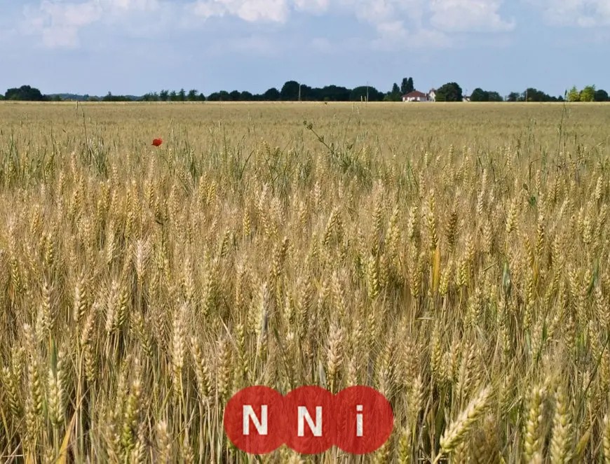 وزارة الزراعة تطلق حملة قومية لحماية محصول القمح من القوارض قبل موسم طرد السنابل