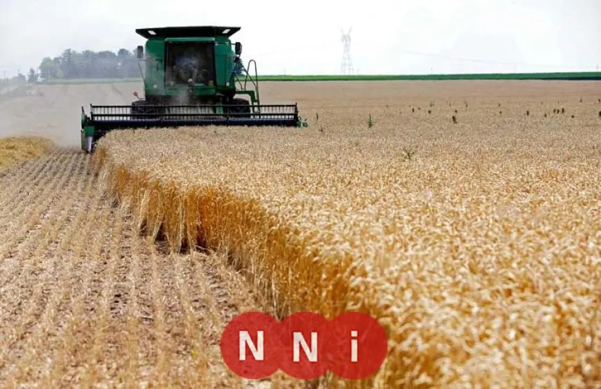 الزراعة تكشف عن زراعة 3.76 مليون فدان من القمح هذا العام