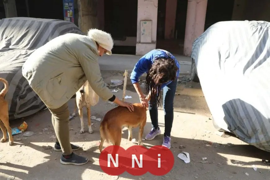 أستاذ طب بيطري يكشف عن صدمة: 400 حالة هجوم كلاب ضالة سنوياً في مصر