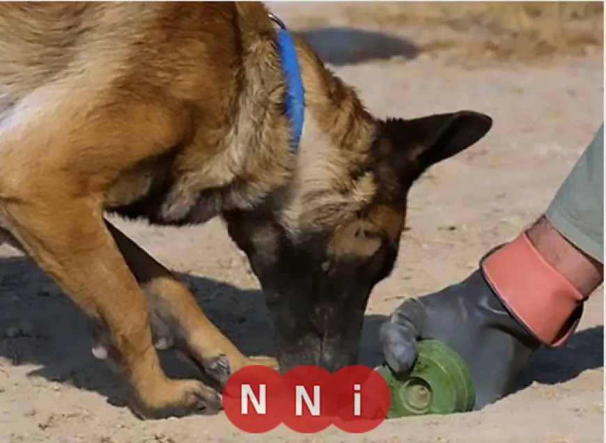 واجب الإحسان إلى الكلاب الضالة وتحريم القتل الفردي من قبل الشرع