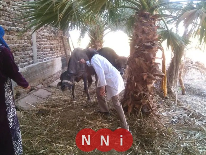 الزراعة: تحصين 1.7 مليون رأس ماشية من الحمى القلاعية في الحملة الاستثنائية الحالية