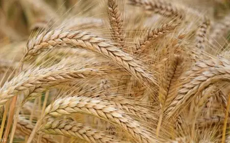 ميناء دمياط يستقبل 55 ألف طن من القمح الروسي ويشهد نشاطاً كبيراً في حركة السفن