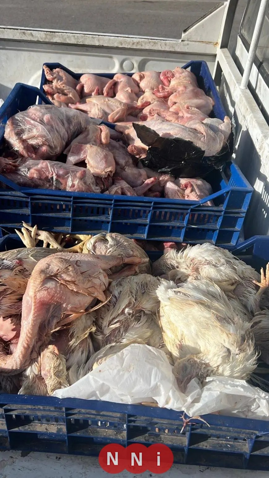 ضبط 26 طنًا من اللحوم والدواجن الفاسدة في الجيزة ومصادرتها لضمان سلامة الغذاء
