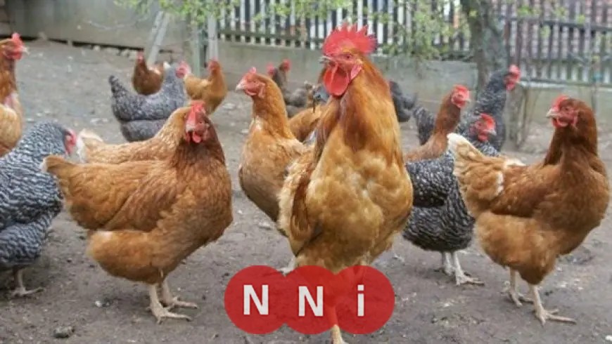 هل يتجاوز سعر كيلو الفراخ 110 جنيهات قبل رمضان الشعبة تجيب