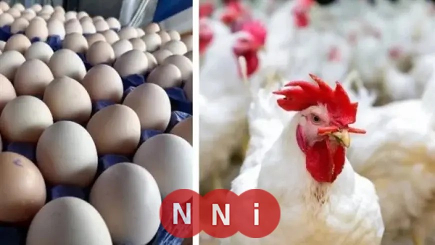 تحديثات أسعار الدواجن والبيض اليوم الخميس في البورصة