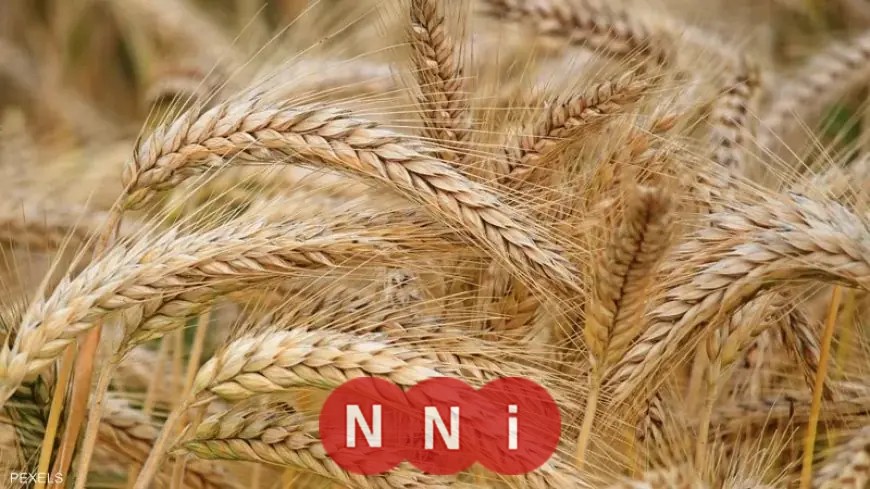 ميناء دمياط يستقبل 55 ألف طن من القمح الروسي ويشهد نشاطاً كبيراً في حركة السفن