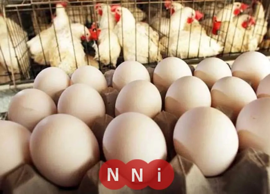 تعرف على أسعار الدواجن والبيض اليوم الأحد 22 فبراير 2026—هل تشهد ارتفاعًا أم انخفاضًا