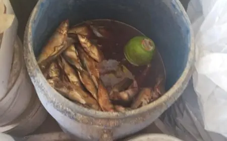 الزراعة تضبط 4.3 طن من اللحوم والأسماك الفاسدة خلال عيد الفطر المبارك