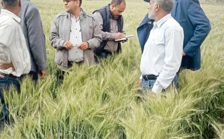 الزراعة تكثف دعمها الفني والإرشادي لمزارعي أسوان وتواصل متابعة المحاصيل الاستراتيجية