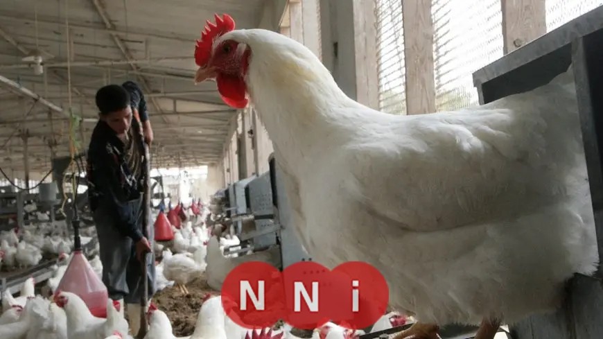 أسعار الدواجن البيضاء اليوم الأحد: آخر التحديثات من البورصة