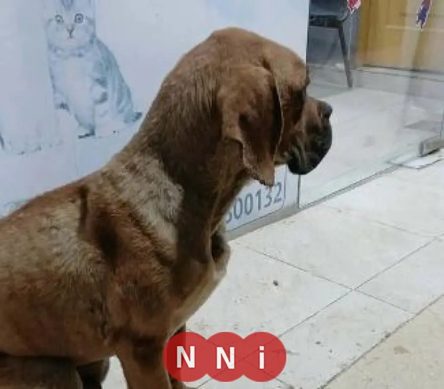 مفاجآت غير متوقعة في قضية كلب السويس بعد ادعاء الاعتداء