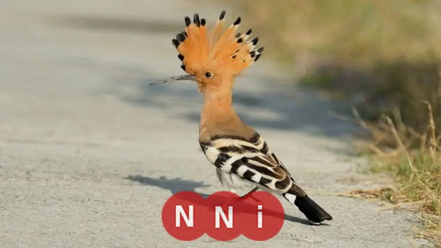 اكتشف السبب وراء تحريم أكل لحم الهدهد ودروس مستفادة من سورة سبأ