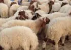 علامات هامة لتفاديها عند شراء الأضحية: احذر هذه العيوب