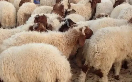 علامات هامة لتفاديها عند شراء الأضحية: احذر هذه العيوب