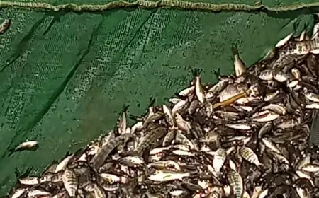 جهاز حماية البحيرات يعزز الثروة السمكية بإطلاق مليون زريعة بلطي نيلي بفرع دمياط بالغربية
