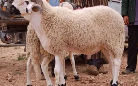 مدير المجازر يعلن ذبح 35 ألف أضحية في المجازر الحكومية خلال عيد الأضحى