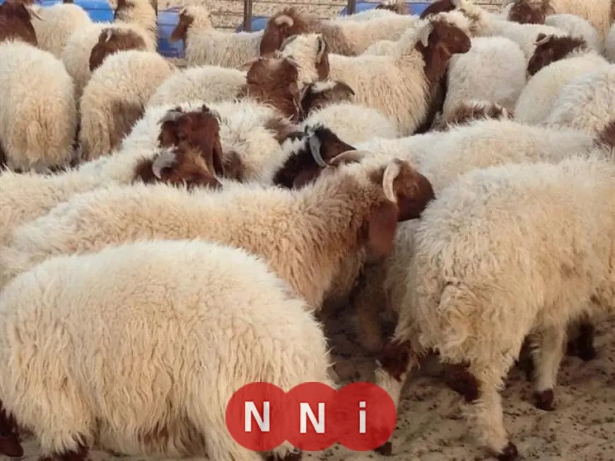 علامات هامة لتفاديها عند شراء الأضحية: احذر هذه العيوب