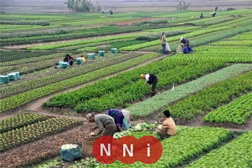 تحذير هام للمزارعين: شهر يونيو يشكل خطرًا كبيرًا على المحاصيل والإجهاد الحراري يهدد الإنتاج وفقًا لمركز معلومات المناخ