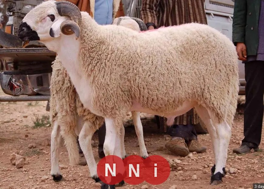 مدير المجازر يعلن ذبح 35 ألف أضحية في المجازر الحكومية خلال عيد الأضحى
