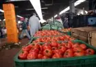 انخفاض كبير في أسعار الطماطم قريباً والمانجو بـ25 جنيهًا يكشفه خبراء شعبة الخضروات