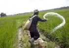 وزارة الزراعة تكشف حقيقة إلغاء صرف الأسمدة المدعمة وتوجه نصائح هامة للمزارعين