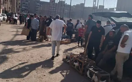 محافظ الدقهلية يقود حملة كبرى لنقل سوق الحمام إلى حي غرب المنصورة
