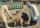 الزراعة تكشف: كلاب الشوارع المستأنسة سلاحنا السري ضد الزواحف السامة وتحقيقها التوازن يعتبر أمنًا قوميًا