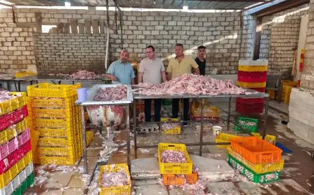 محافظة الجيزة تكشف عن ضبط 60 طنًا من مقطعات الدواجن والمخللات غير الصالحة للاستهلاك