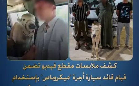الداخلية تكشف ملابسات واقعة جاموسة في ميكروباص بالبحيرة: القبض على السائق والجاموسة