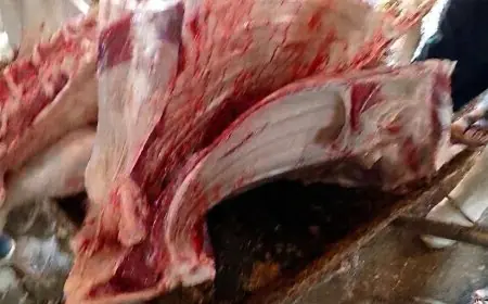 إعدام عجل غير صالح في مجزر بأسيوط بواسطة مديرية الطب البيطري