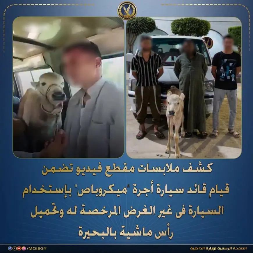 الداخلية تكشف ملابسات واقعة جاموسة في ميكروباص بالبحيرة: القبض على السائق والجاموسة
