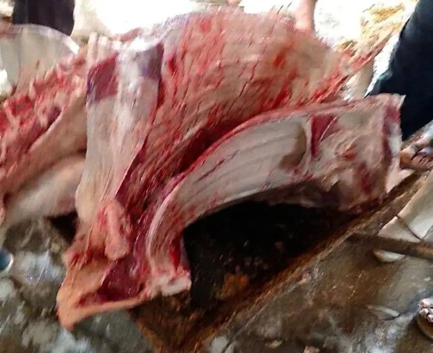 إعدام عجل غير صالح في مجزر بأسيوط بواسطة مديرية الطب البيطري