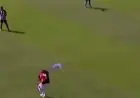 ببغاء يتدخل في مباراة في البرازيل ويؤدي إلى توقفها مرتين (فيديو)