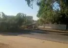 شجرة هائلة تتسبب في شلل مروري بطريق الإسماعيلية الزقازيق