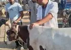 محافظة الجيزة تطلق الحملة القومية الثانية للتحصين ضد الحمى القلاعية وحمى الوادي المتصدع
