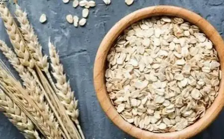 مجدي نزيه: الشوفان ليس له فوائد حقيقية فهو طعام الخيول