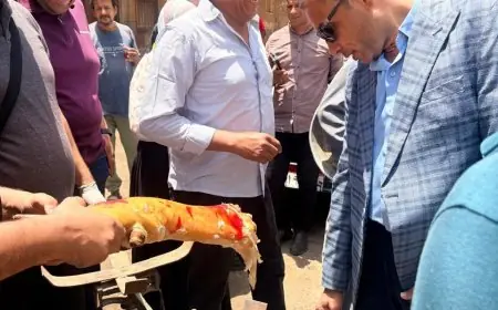 الزراعة تضبط 226 طنًا و421 كجم من اللحوم المخالفة خلال شهر يوليو