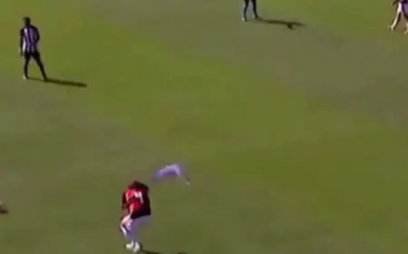ببغاء يتدخل في مباراة في البرازيل ويؤدي إلى توقفها مرتين (فيديو)