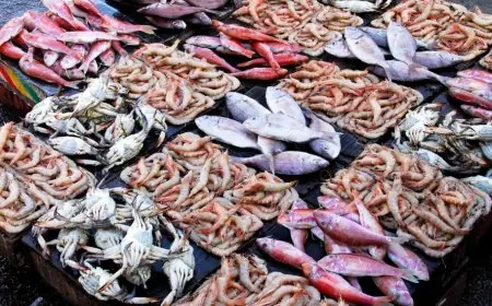 تحديث أسعار الأسماك في سوق العبور ليوم الإثنين 10 أغسطس 2026