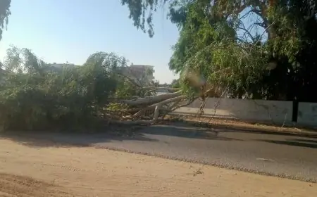 شجرة هائلة تتسبب في شلل مروري بطريق الإسماعيلية الزقازيق