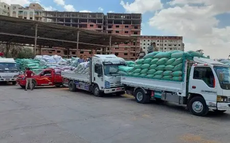 إنجاز تاريخي لمصر بتصدرها إنتاج القمح عربياً بـ10 ملايين طن سنوياً