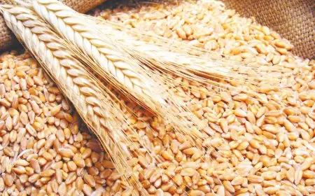مصر تحقق رقمًا قياسيًا في تخزين القمح وتتصدر قائمة أكبر المستهلكين في العالم
