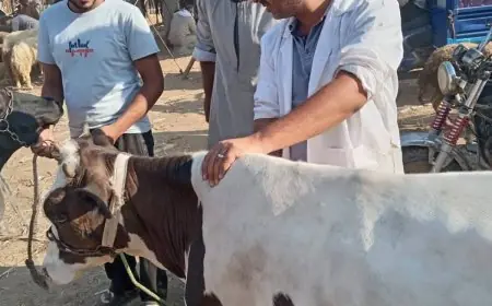 محافظة الجيزة تطلق الحملة القومية الثانية للتحصين ضد الحمى القلاعية وحمى الوادي المتصدع