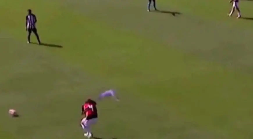 ببغاء يتدخل في مباراة في البرازيل ويؤدي إلى توقفها مرتين (فيديو)